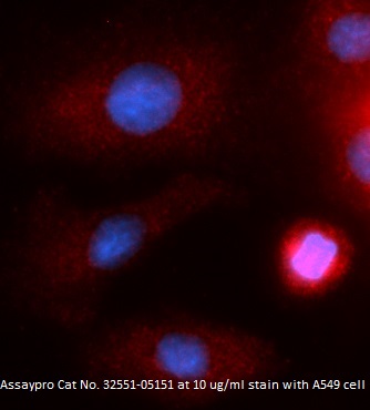 Human PEBP1 AssayLite Antibody (RPE Conjugate)