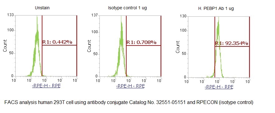 Human PEBP1 AssayLite Antibody (RPE Conjugate) - Image 2
