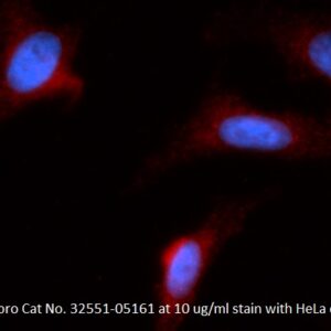 Human PEBP1 AssayLite Antibody (APC Conjugate)
