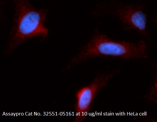Human PEBP1 AssayLite Antibody (APC Conjugate)