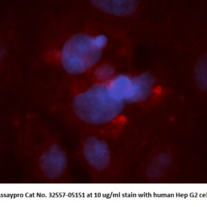 Human HIF1AN AssayLite Antibody (RPE Conjugate)