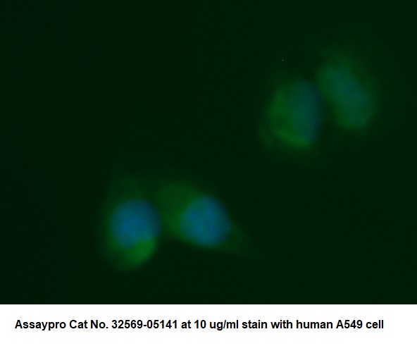 Human AKT1 AssayLite Antibody (FITC Conjugate)
