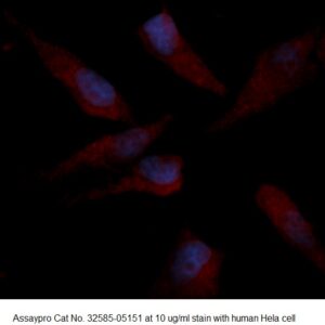 Human CHIP AssayLite Antibody (RPE Conjugate)