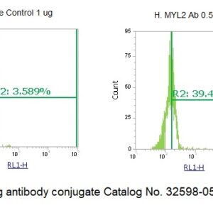Human MYL2 AssayLite Antibody (APC Conjugate)