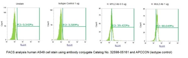Human MYL2 AssayLite Antibody (APC Conjugate)