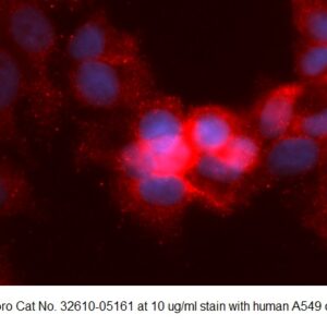 Human Dihydrofolate Reductase (DHFR) AssayLite Antibody (APC Conjugate)