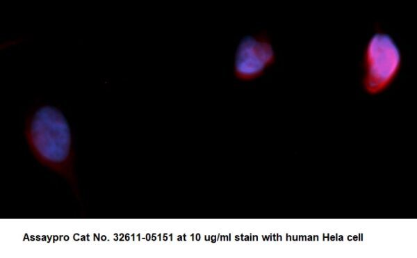 Human SOD2 AssayLite Antibody (RPE Conjugate)