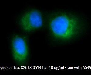 Human ATOX1 AssayLite Antibody (FITC Conjugate)