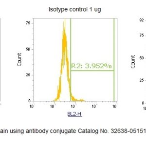 Human CAPZA2 AssayLite Antibody (RPE Conjugate)