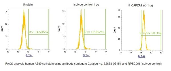 Human CAPZA2 AssayLite Antibody (RPE Conjugate)
