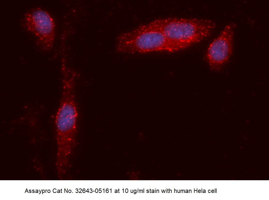 Human CXADR AssayLite Antibody (APC Conjugate)