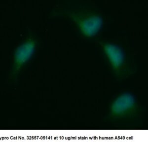 Human Casein Kinase 2 alpha (CK2 alpha) AssayLite Antibody (FITC Conjugate)