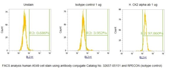 Human Casein Kinase 2 alpha (CK2 alpha) AssayLite Antibody (RPE Conjugate)