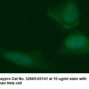 Human ACP6 AssayLite Antibody (FITC Conjugate)
