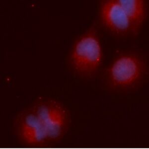 Human RBBP9 AssayLite Antibody (APC Conjugate)