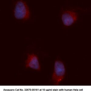 Human TGFBR2 AssayLite Antibody (APC Conjugate)