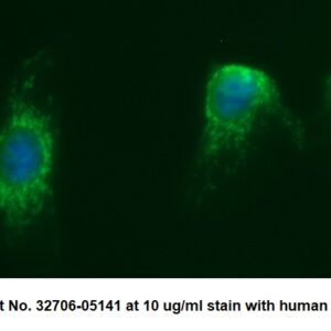 Human PPM1G AssayLite Antibody (FITC Conjugate)
