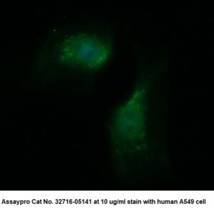 Human Catalase AssayLite Antibody (FITC Conjugate)