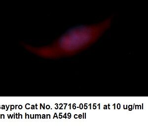 Human Catalase AssayLite Antibody (RPE Conjugate)