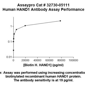 Human HAND1 Antibody