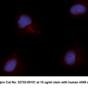Human ADI1 AssayLite Antibody (RPE Conjugate)