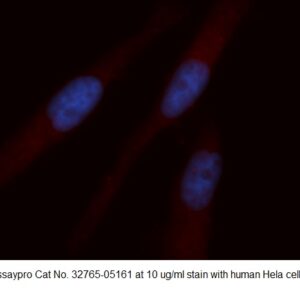 Human VOPP1 AssayLite Antibody (APC Conjugate)
