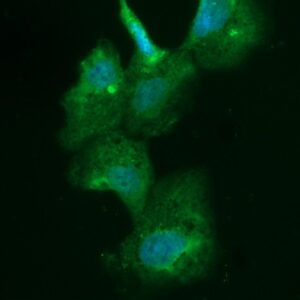 Human Peroxiredoxin-6 (PRDX6) AssayLite Antibody (FITC Conjugate)