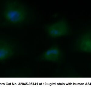 Human CRYGS AssayLite Antibody (FITC Conjugate)