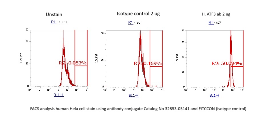 Human ATF3 Antibody (FITC Conjugate)