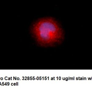 Human ARA9 AssayLite Antibody (RPE Conjugate)