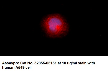 Human ARA9 AssayLite Antibody (RPE Conjugate)