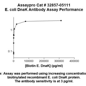E. coli DnaK (1-384 aa) Antibody