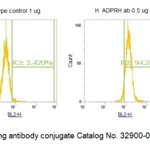 Human ADPRH AssayLite Antibody (RPE Conjugate)