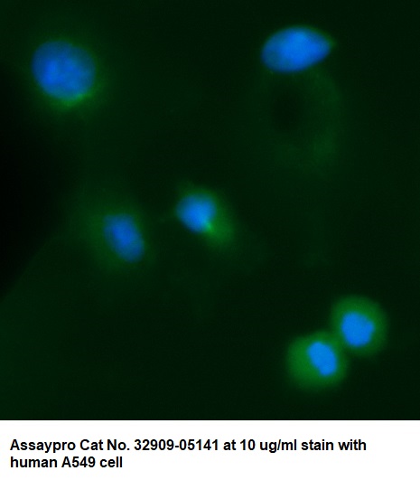 Human Ubiquitin AssayLite Antibody (FITC Conjugate)