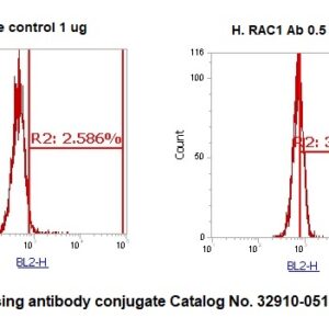 Human RAC1 AssayLite Antibody (RPE Conjugate)