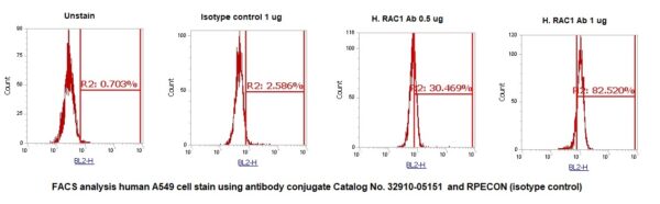 Human RAC1 AssayLite Antibody (RPE Conjugate)