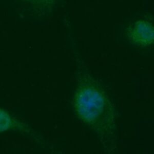 Human AHA1 AssayLite Antibody (FITC Conjugate)