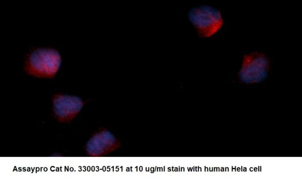 Human ACAT2 AssayLite Antibody (RPE Conjugate)