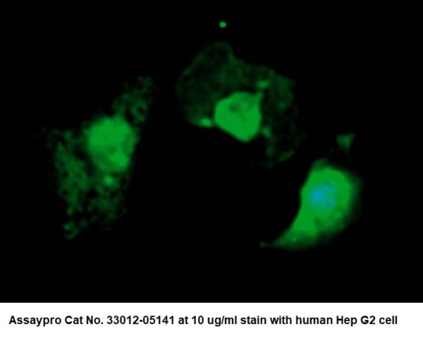 Human ALIX AssayLite Antibody (FITC Conjugate)