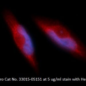 Human Integrin beta-1 (ITGB1) AssayLite Antibody (RPE Conjugate)
