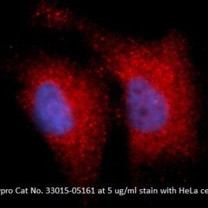 Human Integrin beta-1 (ITGB1) AssayLite Antibody (APC Conjugate)