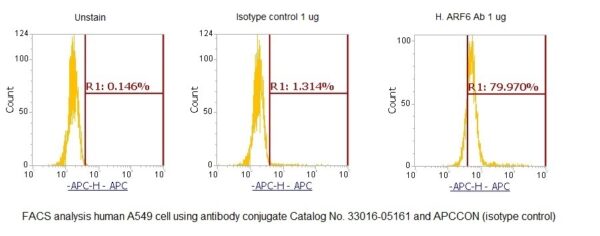 Human ADP-ribosylation Factor 6 (ARF6) AssayLite Antibody (APC Conjugate)