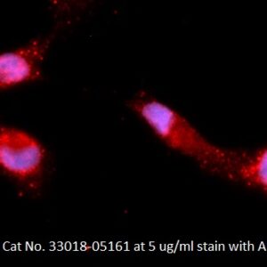 Human KRAB-associated Protein 1 (KAP-1) AssayLite Antibody (APC Conjugate)