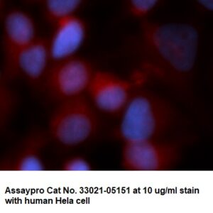 Human CRK-like Protein (CRKL) AssayLite Antibody (RPE Conjugate)