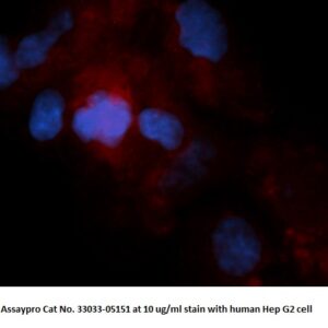 Human Dipeptidyl Peptidase IV (DPP4) AssayLite Antibody (RPE Conjugate)