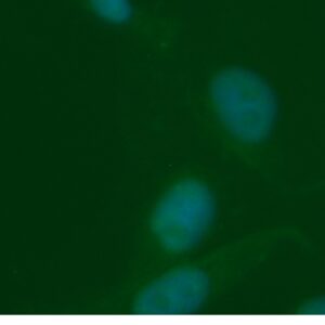 Human ACAD8 AssayLite Antibody (FITC Conjugate)