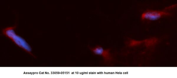 Human ACAD8 AssayLite Antibody (RPE Conjugate) - Image 2