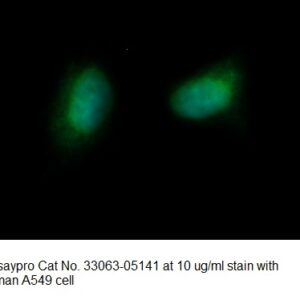 Human CAMK2N2 AssayLite Antibody (FITC Conjugate)