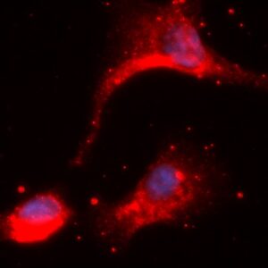 Human ECH1 AssayLite Antibody (APC Conjugate)