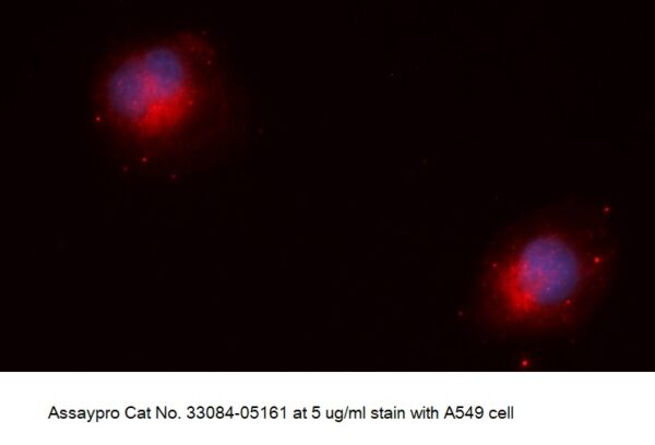 Human PCBD1 AssayLite Antibody (APC Conjugate)